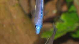 Foto mit Cyprichromis leptosoma ´mpulungu´