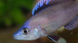 Foto mit Cyprichromis leptosoma ´mpulungu´