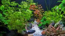 aquarium-von-okefenokee-betta-jungle--aufgeloest-_17.02.2023