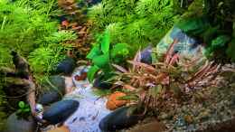 aquarium-von-okefenokee-betta-jungle--aufgeloest-_23.02.2023