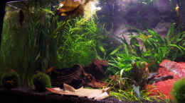 aquarium-von-kirsten-bishay-becken-4393_