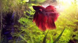 Foto mit Betta Splendens Halbmond