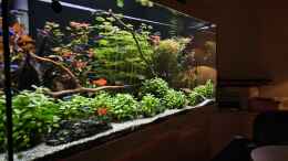 aquarium-von-peter-peter-juwel-rio-180_Aquarium RIO 180 am 09.12.2024