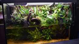 aquarium-von-junglist-amazonas_12.03.2022