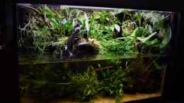 aquarium-von-junglist-amazonas_