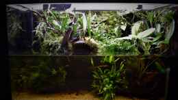 aquarium-von-junglist-amazonas_