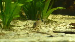 Foto mit Corydoras panda