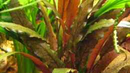 aquarium-von-andre-martin-becken-4402_Cryptocoryne sp.