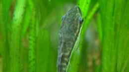 aquarium-von-andre-martin-becken-4402_Otocinclus hoppei