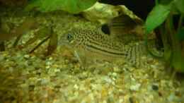 Foto mit Corydoras julii