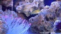 aquarium-von-sabine-krueger-becken-4409_meine yellows labid.