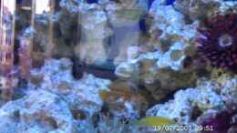 aquarium-von-sabine-krueger-becken-4409_