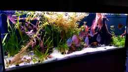 aquarium-von-patrick-g-diskus-becken_