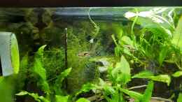 aquarium-von-hotu-shrimps-amp--fish-ehemals-cpo-amp--garnelen_Besatz