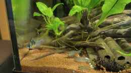 aquarium-von-hotu-shrimps-amp--fish-ehemals-cpo-amp--garnelen_SMB und Zwergpanzerwelse