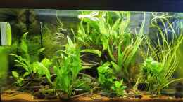 aquarium-von-hotu-shrimps-amp--fish-ehemals-cpo-amp--garnelen_Hauptbild