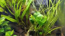 aquarium-von-hotu-shrimps-amp--fish-ehemals-cpo-amp--garnelen_Pflanzen