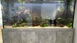 aquarium-von-nick-fisher-diskus_