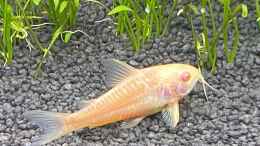 aquarium-von-ottche-gesellschaftsbecken-eheim-incpiria_Albino Panzerwels 