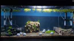 aquarium-von-marc-scheiring-simple-caridina_