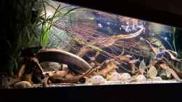 aquarium-von-agua-viva-becken-44224_