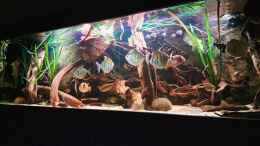 aquarium-von-agua-viva-becken-44224_