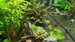 aquarium-von-domnk-green-island_