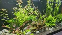 aquarium-von-domnk-green-island_