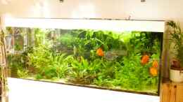 aquarium-von-signo-1000l-amazonas_Mai 2022