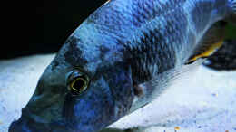 Foto mit Nimbochromis livingstonii