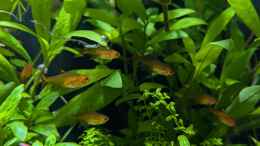 aquarium-von-der-loucy-feuerinsel_Feuertetra Gruppe