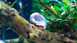 aquarium-von-der-loucy-feuerinsel_Posthornschnecke