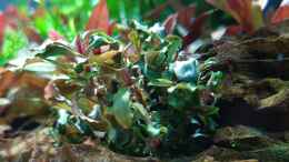 aquarium-von-der-loucy-feuerinsel_bucephalandra kedagang 2