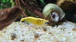 aquarium-von-der-loucy-feuerinsel_Yellow