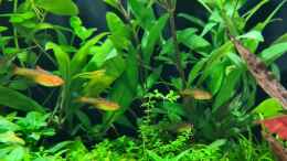 aquarium-von-der-loucy-feuerinsel_Hyphessobrycon amandae 1