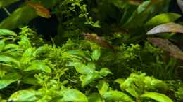 aquarium-von-der-loucy-feuerinsel_