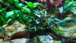 aquarium-von-der-loucy-feuerinsel_bucephalandra kedagang