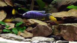 aquarium-von-markus-smak-becken-4437_Sciaenochromis fryeri m