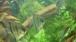 aquarium-von-sven-pohlner-becken-4441_Pterophyllum scalare spec.