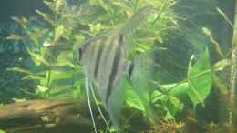 aquarium-von-sven-pohlner-becken-4441_Pterophyllum scalare spec.