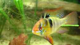 aquarium-von-sven-pohlner-becken-4441_Microgeophagus ramirezi