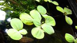 aquarium-von-andrea-lorenz-becken-4462_die Schwimmpflanzen auf der rechten Seite...