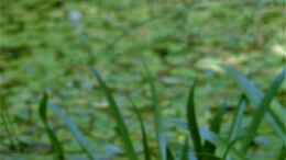 Foto mit Paarungsflug Blaugrüne Mosaikjungfer über meinem Gartenteich