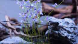 aquarium-von-junglist-dartmoor_Utricularia blanchetii