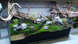 aquarium-von-junglist-dartmoor_