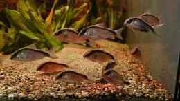 aquarium-von-philip-neotropischer-flussabschnitt_Hoplisoma granti (vielleicht gemischt mit Brochis arcuatus) 