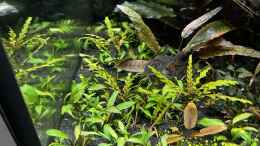 Foto mit Cryptocoryne lutea „Hobbit“