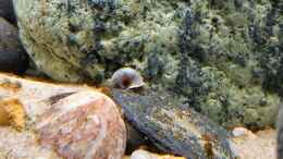 aquarium-von-okefenokee-back-to-vietnam_Posthornschnecke vor Reinigung des Steines