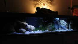 aquarium-von-florian-bandhauer-lake-malawi-3-0---sandzone_