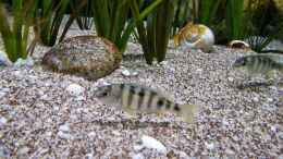 aquarium-von-florian-bandhauer-lake-malawi-3-0---sandzone_Mylochromis ericotaenia Lumbaulo